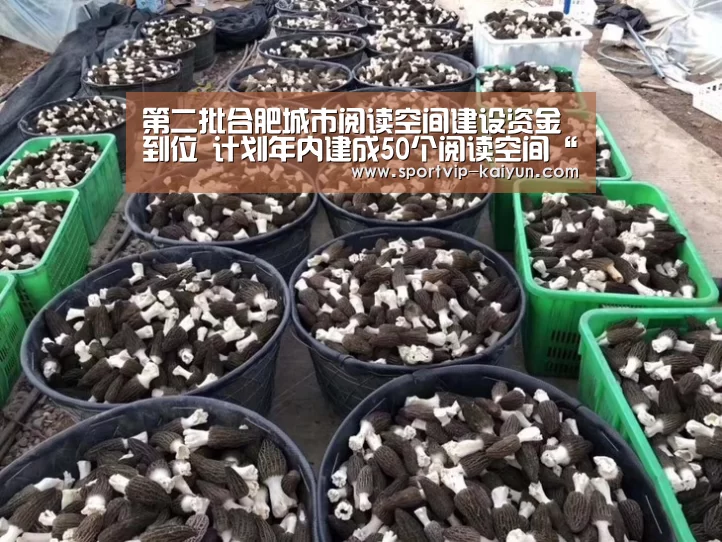 开云赛事